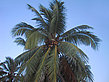 Palme mit Kokosnüssen - Malediven