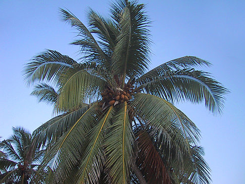 Foto Palme mit Kokosnüssen - 