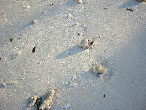 Muscheln am Strand - Malediven