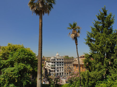 Palme an der Spanischen Treppe - Latium (Rom) (Rom)